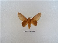 藏品(後鋸枯葉蛾)的圖片